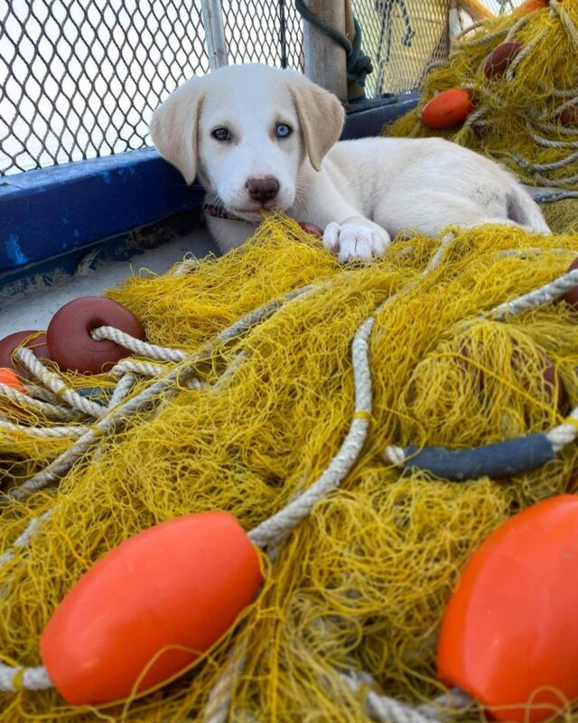 New member in our fishing family! 🐶🐶🐬🌊#fishing #fishinglife #fish #fishingboats #fishingtrip #fishingexperience #naxosfishingexperience #naxosfishing #fishnets #dogsofinstagram #dog #doggy #puppiesofinstagram #puppy #puppylove #puppies #naxosisland #naxosbeach #naxostravel #naxosislandgreece #sealife #sealovers #sea #seaview